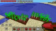 Beetroot seeds sown (Image via Minecraft wiki)
